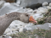 Feral goose