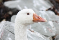 Feral goose