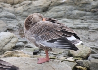 Feral goose