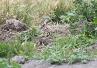 Goldfinch