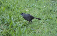 Kokako