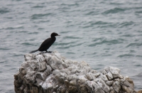 Little black shag