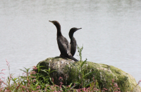 Little black shag