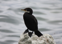 Little shag