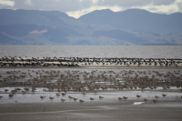 Miranda shorebird centre