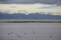 Miranda shorebird centre