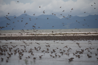 Miranda shorebird centre