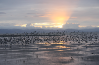 Miranda shorebird centre