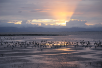 Miranda shorebird centre