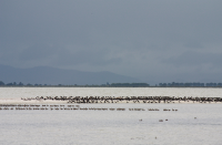 Miranda shorebird centre