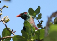 New Zealand pigeon