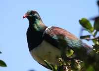 New Zealand pigeon