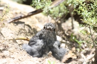 North island robin