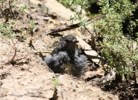 North island robin