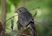 North island robin