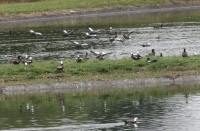 Paradise shelduck