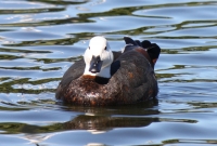 Paradise shelduck