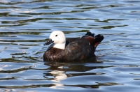 Paradise shelduck