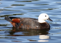 Paradise shelduck