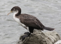 Pied shag