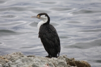 Pied shag