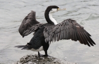 Pied shag