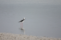 Pied stilt