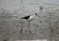 Pied stilt