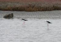 Pied stilt