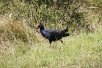 Pukeko