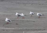 Red-billed gull