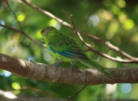 Red-crowned parakeet