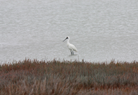 Royal spoonbill