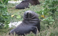 Sea-lion