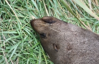 Sea-lion