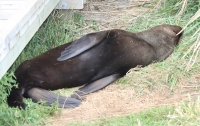 Sea-lion