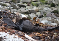 Sea-lion