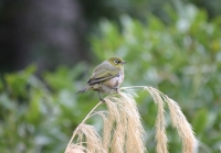 Silvereye