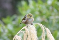 Silvereye