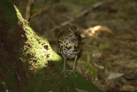 Song thrush