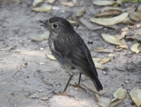 South-island Robin