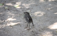 South-island Robin