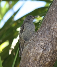 Female stitchbird