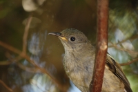 Female stitchbird