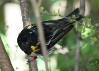 Male stitchbird