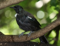 Tui