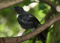 Tui