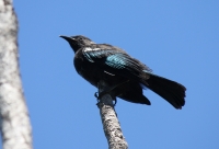 Tui