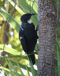 Tui