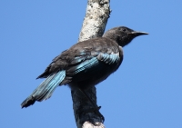 Tui